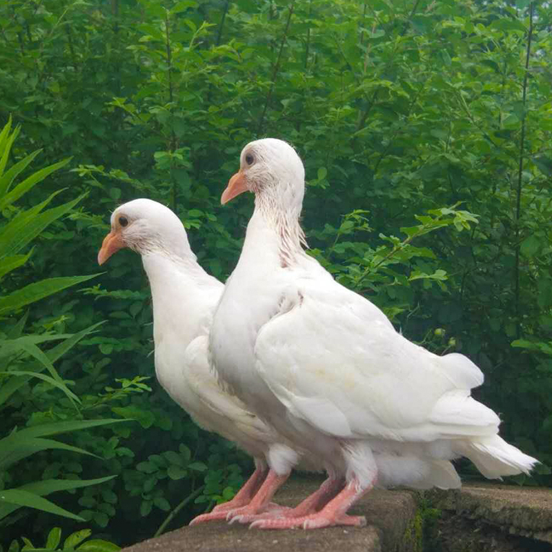 鸽子肉 3只 约1000g 顺丰空运 母乳喂养乳鸽新鲜 现杀散养信鸽老鸽