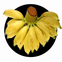 博多客 小米蕉 5斤装 香蕉 新鲜水果 青 特产 皇帝蕉 圣瑜