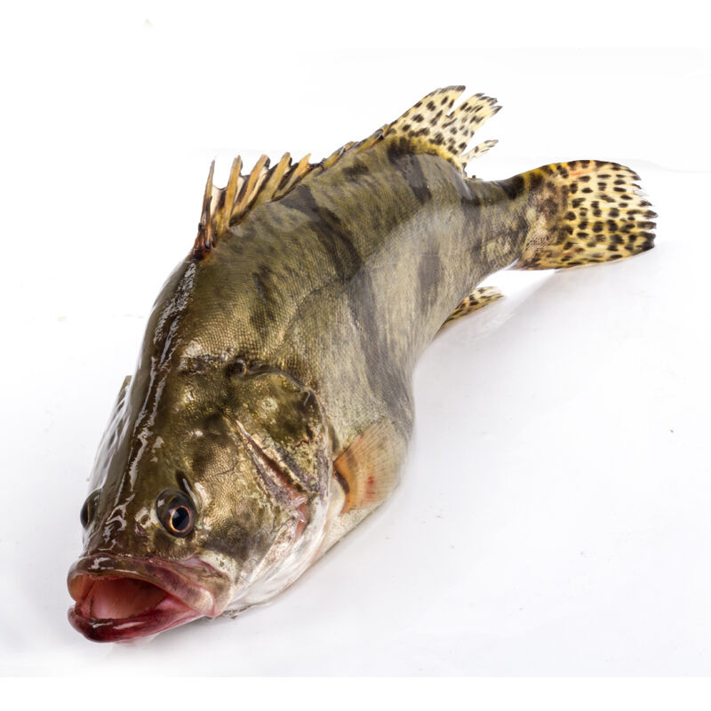 桂鱼500g1条新鲜鳜鱼贵鱼海鲜水产桂花鱼生鲜