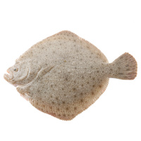 多宝鱼 500g 新鲜海鱼 鱼鲜活海鲜鱼小海鱼平鱼蝶鱼鱼