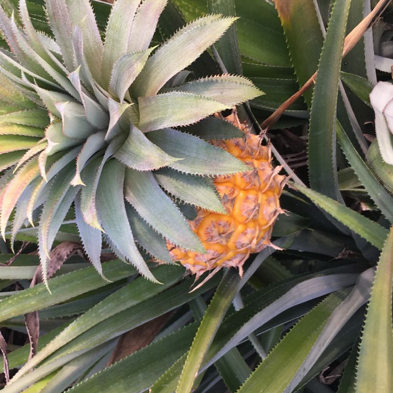 博多客菠萝凤梨