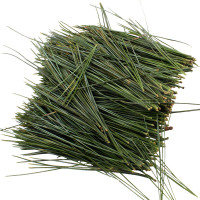 松针 500g 新鲜 非松针茶 叶红松针五针 马尾松针
