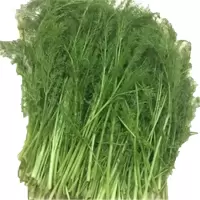 博多客新鲜茴香菜4斤新鲜蔬菜饺子馅材料农家菜
