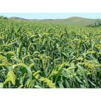 博多客 小米粉 500g 小米面粉 农家 煎饼面 纯 黄小米面粉 黄米米粉