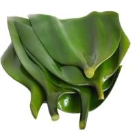 荣成特产海带盐渍海带头5斤装 火锅凉拌专用