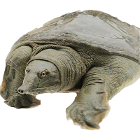 2斤 甲鱼活体 外塘放养 放生老鳖中华鳖水鱼苗母团鱼