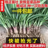 50颗 紫根韭菜根韭菜苗韭菜种 籽 蔬菜韭菜小叶先挖宽叶