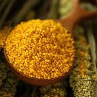 新米陕北油小米 新食用小米月子米五谷杂粮农家 油小米2斤+玉米渣2斤