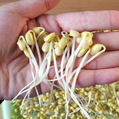 发芽专用黄豆东北 农家黄豆浆豆腐脑豆芽粗粮杂粮 2斤发芽专用黄豆