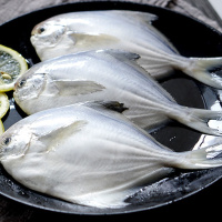 鲳鱼新鲜白鲳鱼银鲳鱼大海鱼冷冻整箱年货非养殖白鱼 大号5斤豪华装