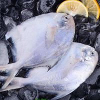 银鲳鱼5斤鲜活冷冻白鲳鱼海鲜水产鲳鱼平鱼新鲜海鱼水产 5斤银鲳鱼(每5-6条)