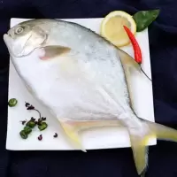 金鲳鱼新鲜海鲳鱼冷冻海鲜平鱼鲳鱼海鲜昌鱼新鲜海鱼深海鱼 [买3送1]4条