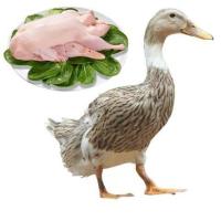 农家散养新鲜鸭子鲜鸭笨鸭土鸭麻鸭鸭脖鸭掌鸭头鸭掌鸭边腿鸭肉 款2只鲜鸭2斤-2.5斤