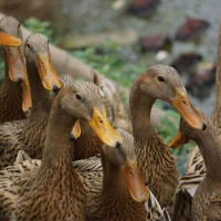 农村散养土鸭老鸭麻鸭新鲜鸭肉活鸭现杀现卖鸭边腿鸭头鸭心 两年老鸭[1只装3/3.5斤]