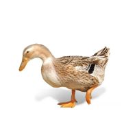 农村散养活鸭子肉宰杀土鸭整只新鲜鸭子鸭脖鸭头鸭胗鸭腿鸭舌新鲜 [2只装鲜鸭]每只2/2.3斤