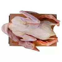 农家散养新鲜大鹅鹅肉鹅掌大白鹅活体冷冻非东北笨老鹅6斤 6斤一只整鹅