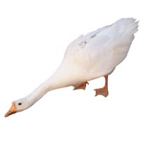 整只 可选新鲜农家散养老鹅青年鹅土鹅笨鹅草鹅大鹅肉 到货5斤左右(偏瘦)