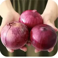  新鲜 现挖紫皮洋葱五斤农家自种圆葱新鲜蔬菜 5斤混选紫皮洋葱[普通中果]