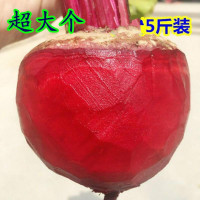 甜菜根新鲜红菜头保健蔬菜红心萝卜紫菜头红甜菜根红根菜 大-甜菜根5斤(约2-5个)