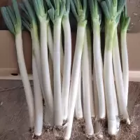 大葱去半叶新鲜大葱脆甜葱蔬菜大葱批发 5斤