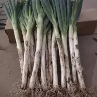 大葱去半叶新鲜大葱脆甜葱蔬菜大葱批发 5斤不剥皮半叶[中粗]