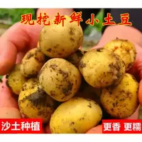 四川小土豆农家自种 迷你小土豆新鲜蔬菜马铃薯带箱10斤