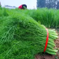 4斤小茴香菜新鲜时令绿色蔬菜新鲜农家特产大茴香菜苗不带根