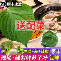 1份东北鲜族新鲜苏子叶韩国烤肉叶绿色蔬菜嫩叶紫苏叶约90片