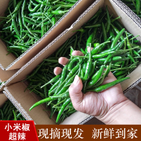 新鲜 青小米椒特辣 青辣椒小尖椒蔬菜朝天椒 小米辣椒 5斤