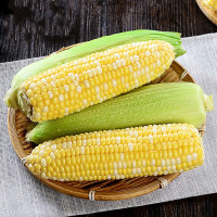 金银水果玉米10斤新鲜生吃甜玉米棒子粒粘糯黏苞谷米蔬菜
