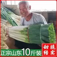 大葱新鲜10斤蘸酱大葱山东铁杆大葱甜脆正宗农家时令蔬菜卷饼