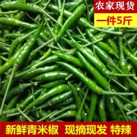 新鲜青辣椒蔬菜农家自种青小米椒超辣辣椒泡椒 朝天椒5斤