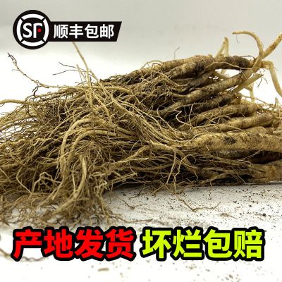 长白山人参 小鲜参特产新鲜参小山参煲汤泡酒火锅参 买20送10实发30支