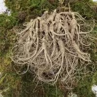 新鲜小人参煲汤泡酒现挖湿人参 鲜参炖汤小人参新鲜 带土小爪子鲜参[100多枝]一斤