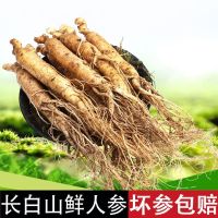 鲜人参人参正宗东北现挖整枝鲜人参带土湿人参批发特大人参 6年鲜人参1斤20-30枝左右