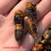 金环大虎头蜂胡蜂马蜂蛹筑巢地下的地洞蜂牛角蜂蛹黑可泡酒可油炸 1斤成型变黑嫩蜂蛹(可做菜吃