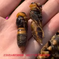 金环大虎头蜂胡蜂马蜂蛹筑巢地下的地洞蜂牛角蜂蛹黑可泡酒可油炸 1斤成型变黑嫩蜂蛹(可做菜吃