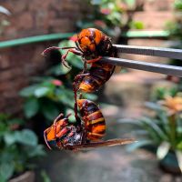 金环大马蜂胡蜂葫芦蜂黄蜂赛黑蜂活蜂现泡中华虎新疆西藏专链 100只蜂