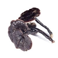 紫灵芝纯整枝黑灵芝 整朵天然整株林紫灵芝250克