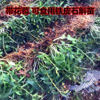 5月开花 乐清雁荡山铁皮石斛苗三年生绿植盆栽鲜条鲜条种苗石斛花 大苗1斤(不含树皮)