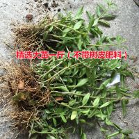 5月开花 乐清雁荡山铁皮石斛苗三年生绿植盆栽鲜条鲜条种苗石斛花 精选三年大苗1斤(不含基质肥料)