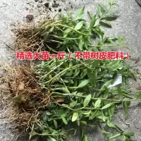 5月开花 乐清雁荡山铁皮石斛苗三年生绿植盆栽鲜条鲜条种苗石斛花 精选三年大苗1斤(不含基质肥料)