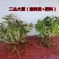 5月开花 乐清雁荡山铁皮石斛苗三年生绿植盆栽鲜条鲜条种苗石斛花 铁皮石斛苗25株左右(送树皮肥料)