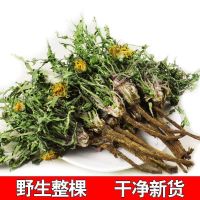 蒲公英整颗带根正宗蒲公英茶泡水泡茶 婆婆丁干货批发