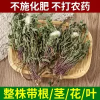 全株蒲公英根整根蒲公英茶正品中草药材非新鲜浦公英干货250克