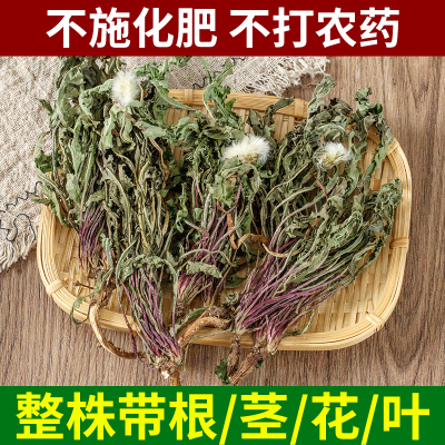 全株蒲公英根整根蒲公英茶正品中草药材非新鲜浦公英干货250克