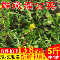 蒲公英新鲜5斤现挖 山野菜婆婆丁花嫩叶草东北蘸酱菜纯菜苦菜