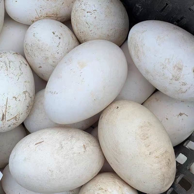 散养粮食土鹅蛋新鲜12个正宗农家初生土鹅蛋12枚家养鹅蛋现发