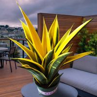 大型精品黄金虎皮兰批发室内盆栽客厅吸甲醛植物净化空气好养绿植