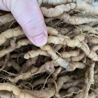 新鲜现挖巴戟天凤眼根批发农户直销划算巴戟鸡肠风煲汤泡酒料 5斤